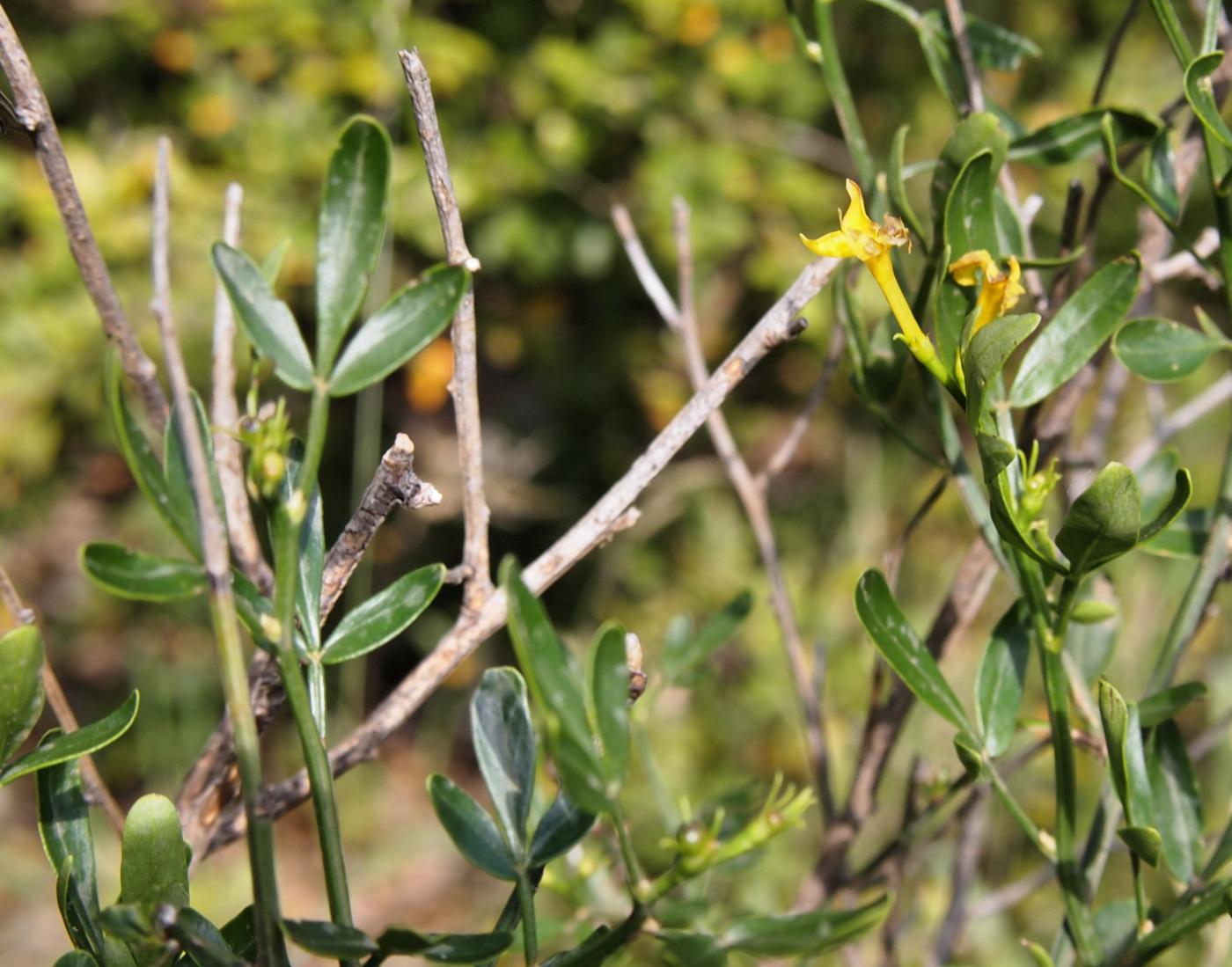 Jasmine, Wild leaf